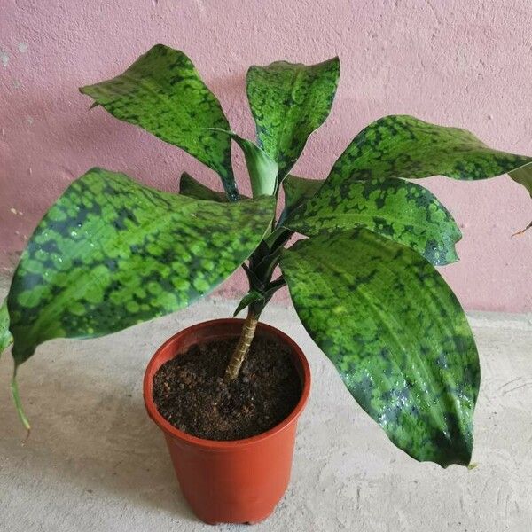 Dracaena Cantleyi