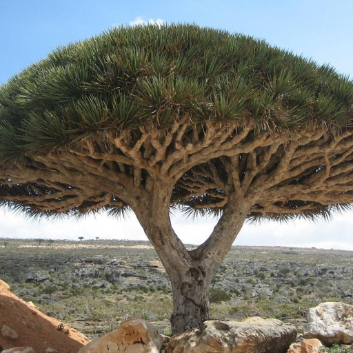 Dracaena Cinnabari
