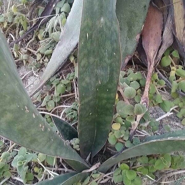 Dracaena Forskaliana