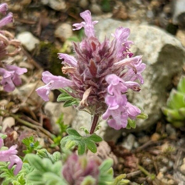 Dracocephalum Botryoides