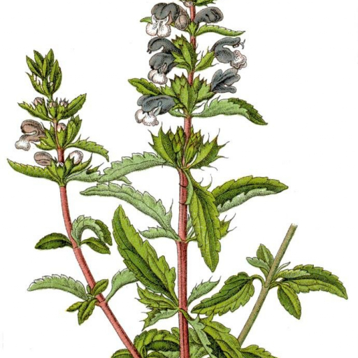Dracocephalum Moldavica