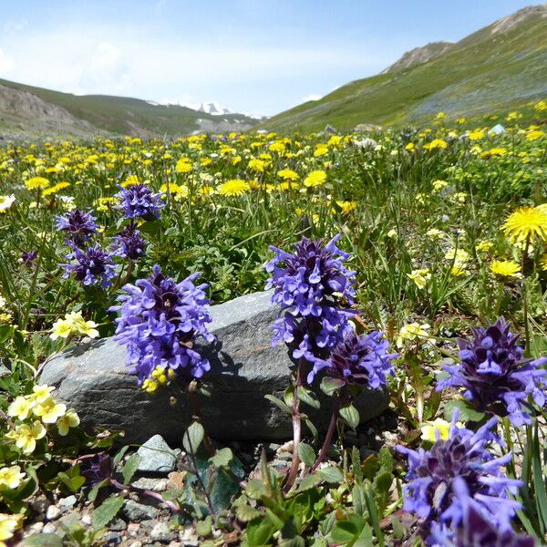 Dracocephalum Nutans