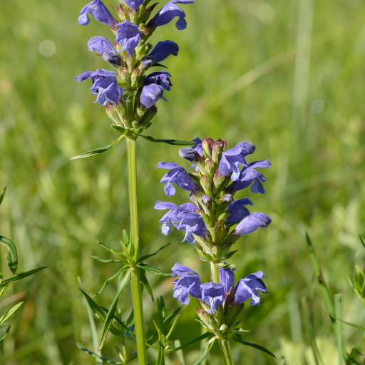 Dracocephalum Ruyschiana