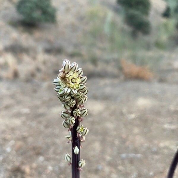 Drimia Hesperia