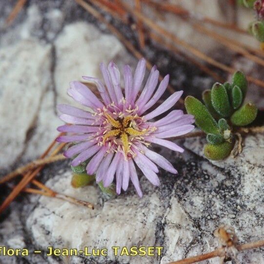 Drosanthemum Candens