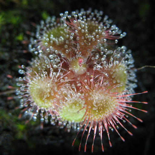 Drosera Burmanni