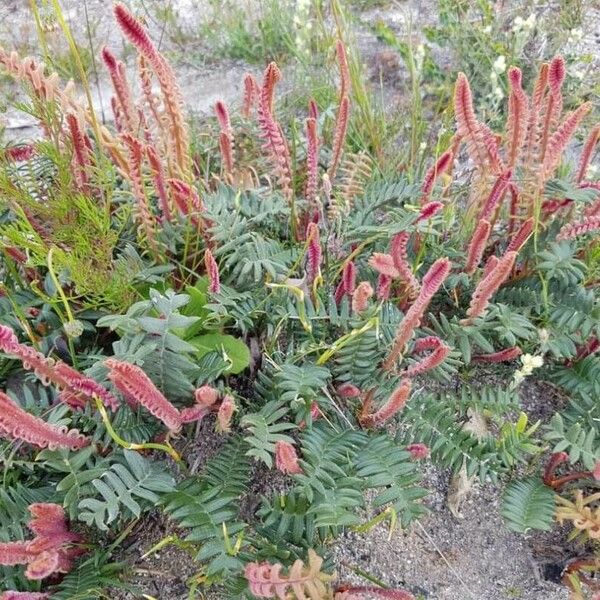 Dramndra Dryandra Porrecta Care Guide: Water, Soil & Propagation - Plantiary