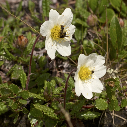 Dryas Octopetala