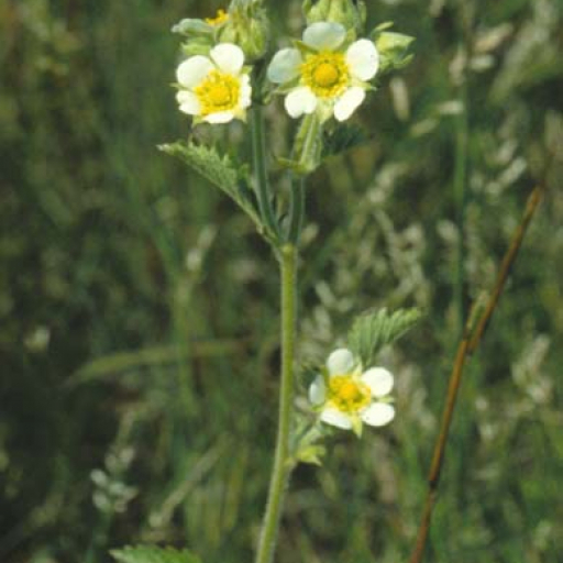 Drymocallis Arguta
