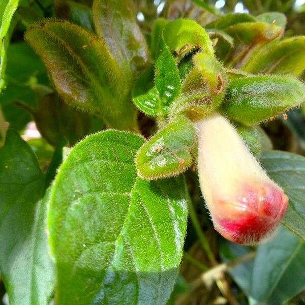 Drymonia Alloplectoides