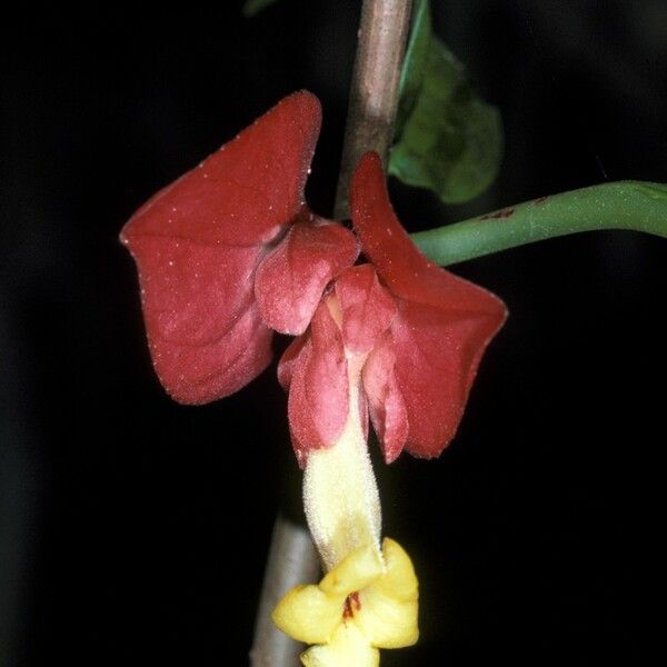 Drymonia Coccinea