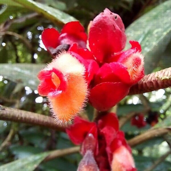 Drymonia Coriacea