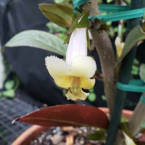 Drymonia Ecuadorensis