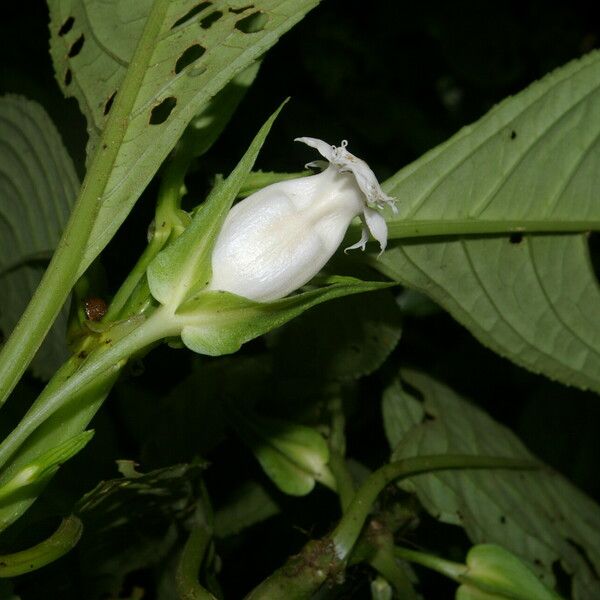 Drymonia Lanceolata