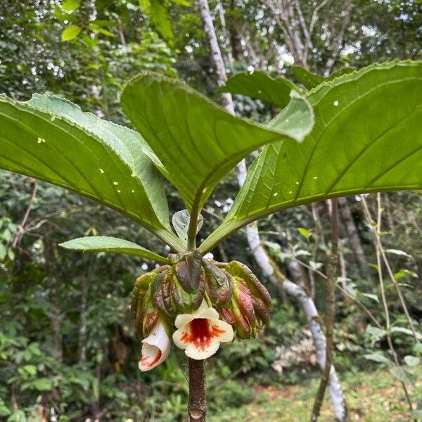 Drymonia Macrantha