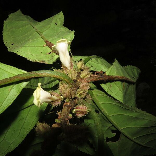 Drymonia Macrophylla