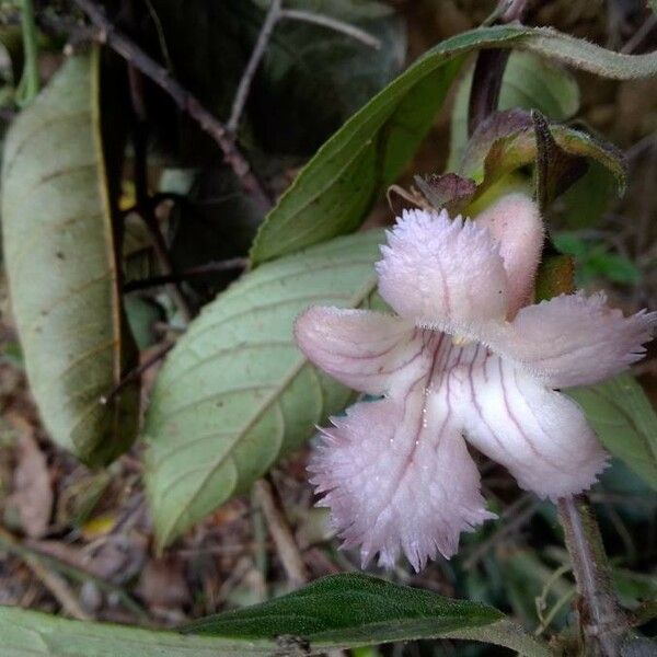 Drymonia Serrulata