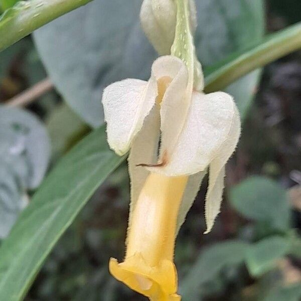 Drymonia Strigosa