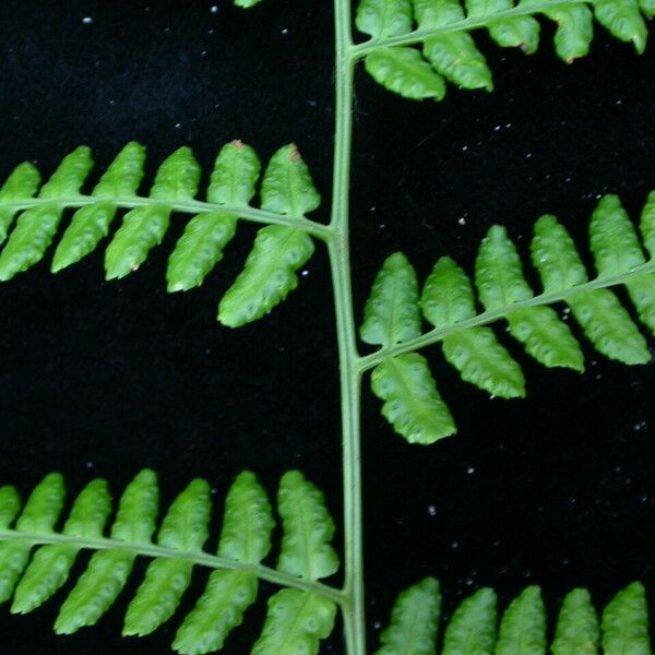 Dryopteris Cochleata