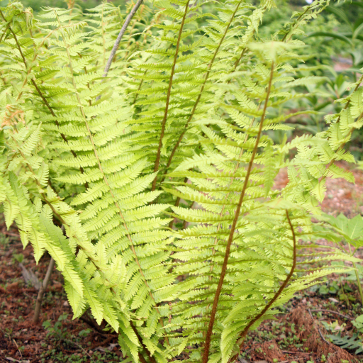 Dryopteris Crassirhizoma