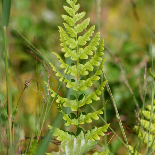 Dryopteris Cristata