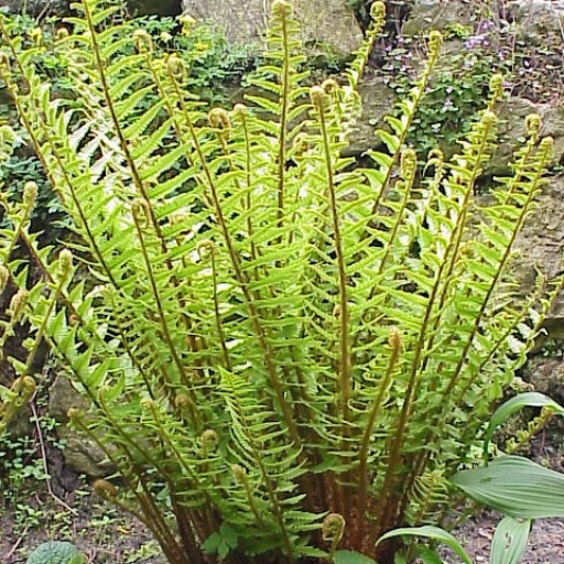 Dryopteris Filix-mas