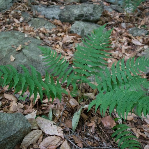 Dryopteris Marginalis