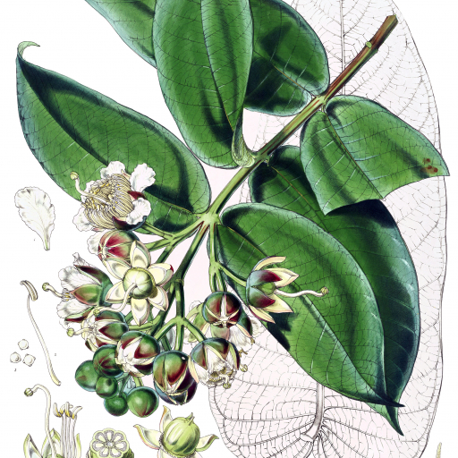 Duabanga Grandiflora