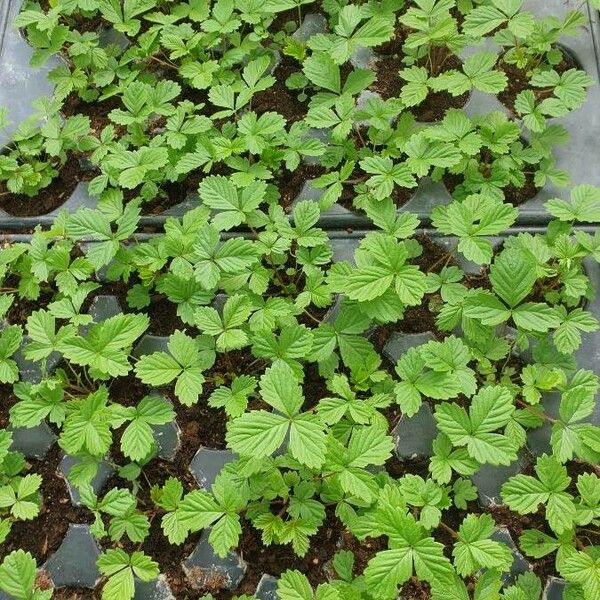 Duchesnea Chrysantha