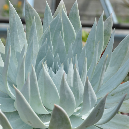 Dudleya Brittonii
