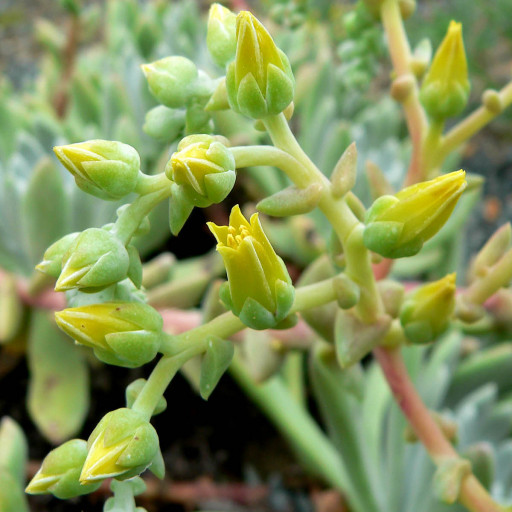 Dudleya Greenei