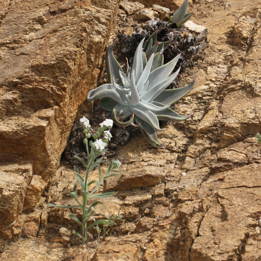 Dudleya Pulverulenta