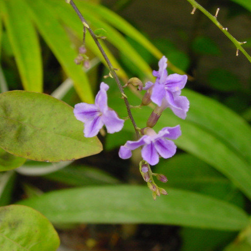 Duranta Erecta