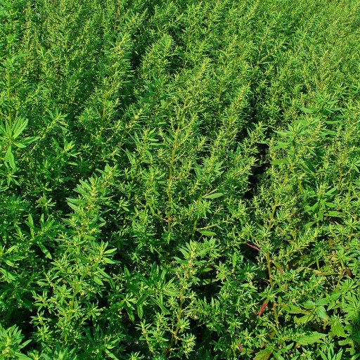 Dysphania Ambrosioides