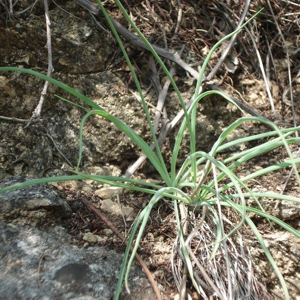Echeandia Flavescens