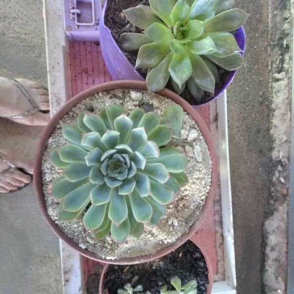 Echeveria Chiclensis