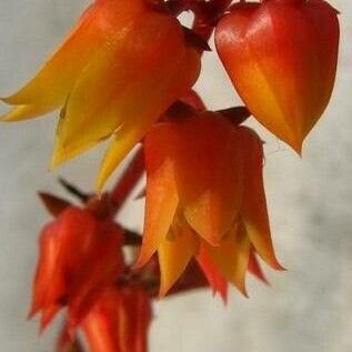 Echeveria Compressicaulis