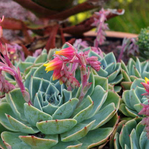 Echeveria Pumila
