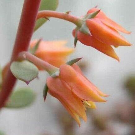 Echeveria Quitensis