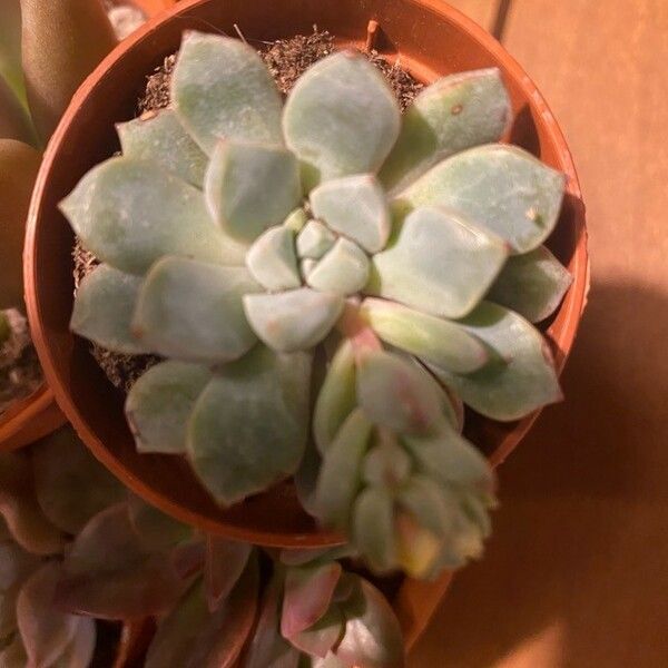 Echeveria Subcorymbosa