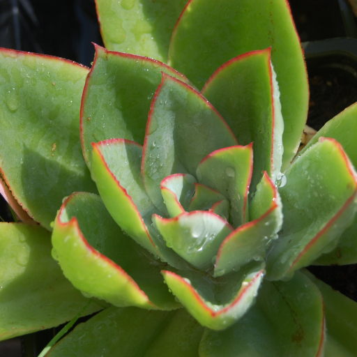 Echeveria Subrigida