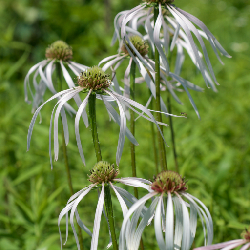 Echinacea Pallida