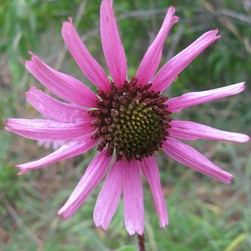 Echinacea Tennesseensis