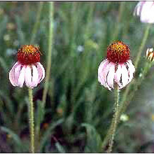 Echinacea