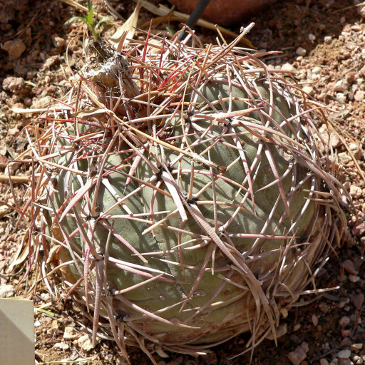 Echinocactus Horizonthalonius