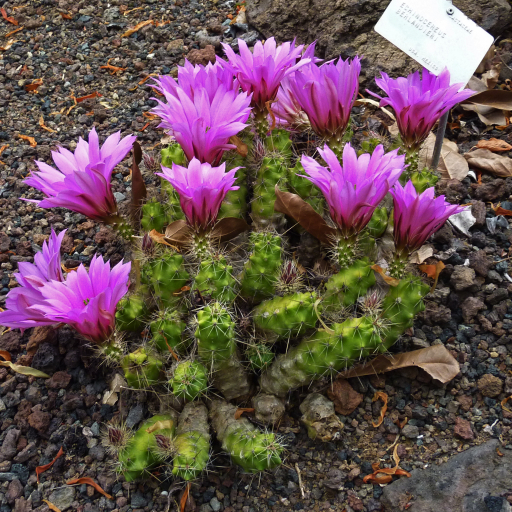 Echinocereus Berlandieri