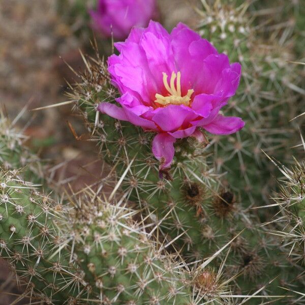 Echinocereus Brandegeei