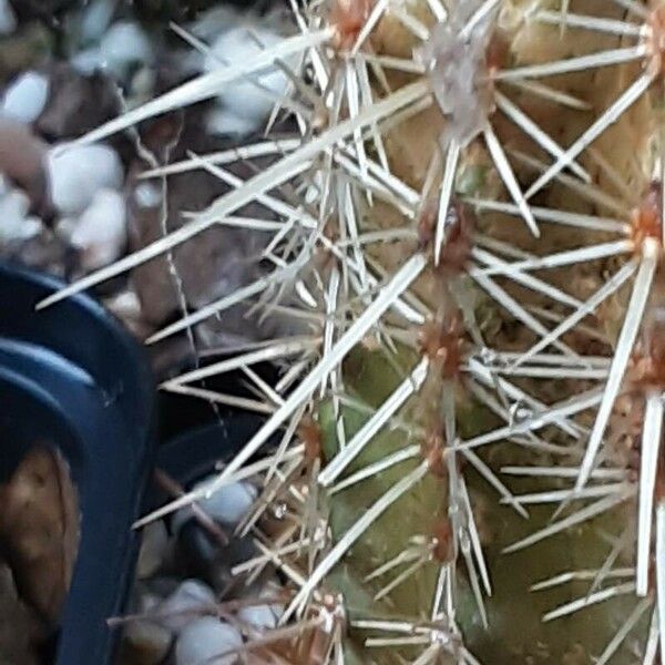 Echinocereus Ledingii
