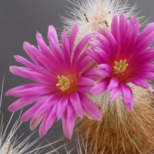 Echinocereus Rayonesensis