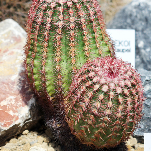 Echinocereus Rigidissimus